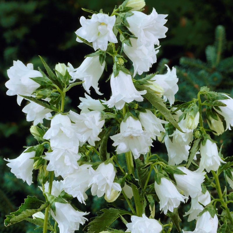 CAMPANULA trachelium Flore Pleno Mix - бели и сини (1454)